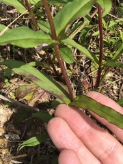 Penstemon laxiflorus