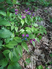 Lathyrus vernus