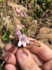 Penstemon laxiflorus
