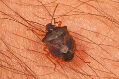 Dendrocoris