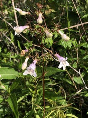 Penstemon laxiflorus