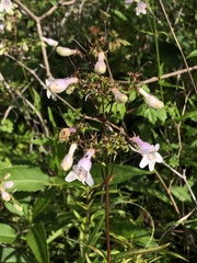 Penstemon laxiflorus