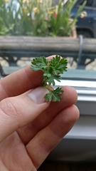 Alchemilla arvensis
