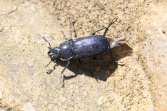 Platycerus caprea