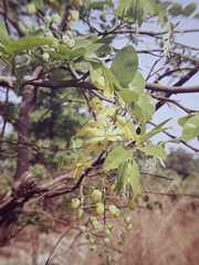 Cassia sieberiana