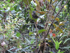 Chlorospingus semifuscus