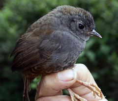 Scytalopus griseicollis