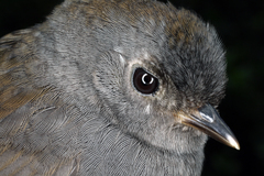 Scytalopus griseicollis