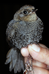 Scytalopus griseicollis