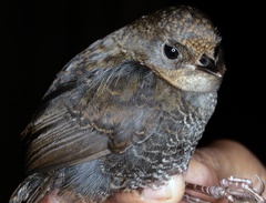 Scytalopus griseicollis