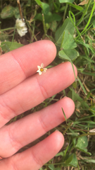 Sisyrinchium rosulatum