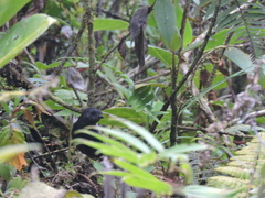 Scytalopus vicinior