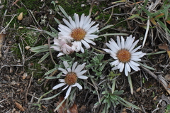 Townsendia hookeri