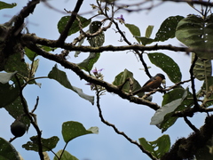 Creurgops verticalis