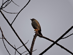 Chlorospingus semifuscus