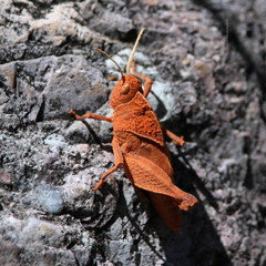 Tomonotus ferruginosus