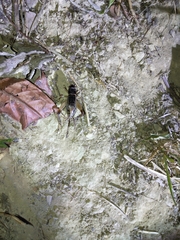 Teleogryllus mitratus