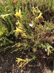 Lithospermum multiflorum