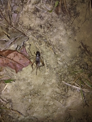 Teleogryllus mitratus