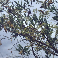Combretum glutinosum