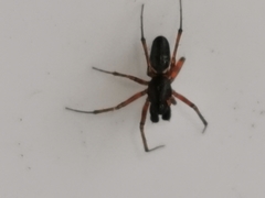 Microlinyphia pusilla