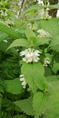 Lamium album