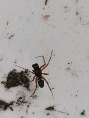 Microlinyphia pusilla