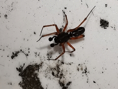 Microlinyphia pusilla