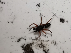 Microlinyphia pusilla