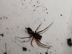 Microlinyphia pusilla