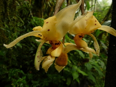 Stanhopea gibbosa