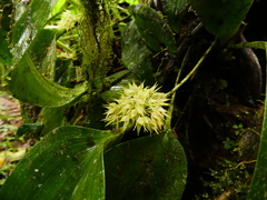 Pleurothallis ruscifolia