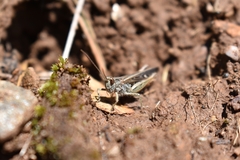 Chorthippus brunneus