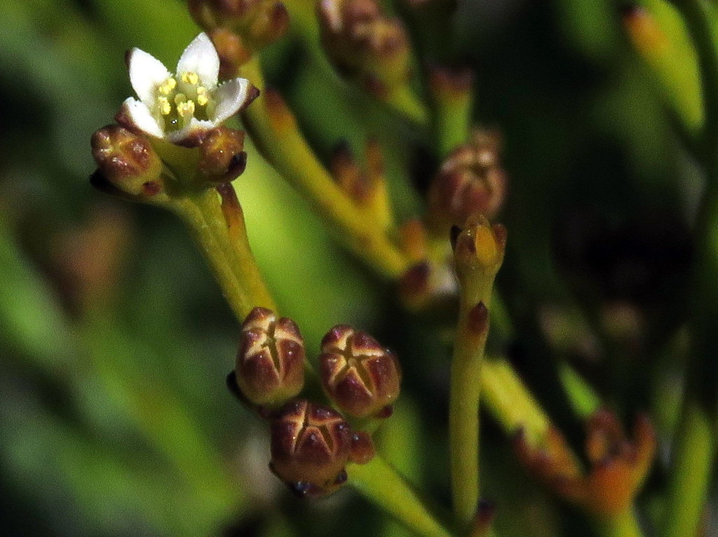 Thesium pseudovirgatum