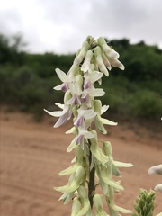 Astragalus racemosus