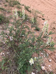 Astragalus racemosus