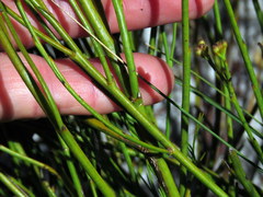 Thesium pseudovirgatum