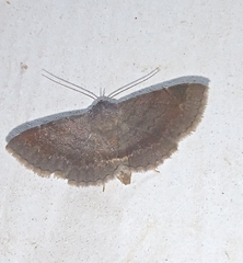 Mecodina