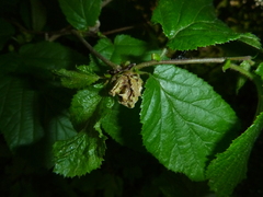 Phytoptus avellanae