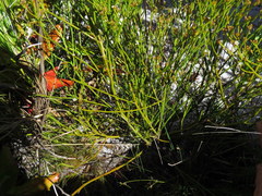 Thesium pseudovirgatum