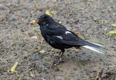 Turdus merula