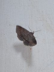 Mecodina