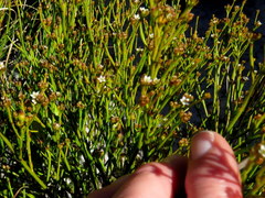 Thesium pseudovirgatum