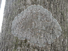 Pertusaria pertusa
