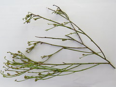 Thesium pseudovirgatum