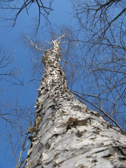 Betula costata