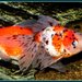 Domestic Goldfish - Photo (c) PINKE, some rights reserved (CC BY-NC)