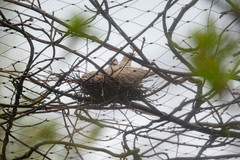 Streptopelia decaocto