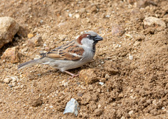 Passer domesticus
