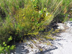 Thesium pseudovirgatum